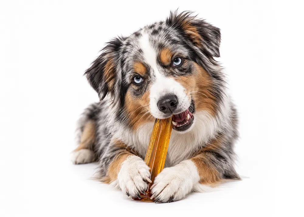 gros chien mastiquant un stick CrystalChew