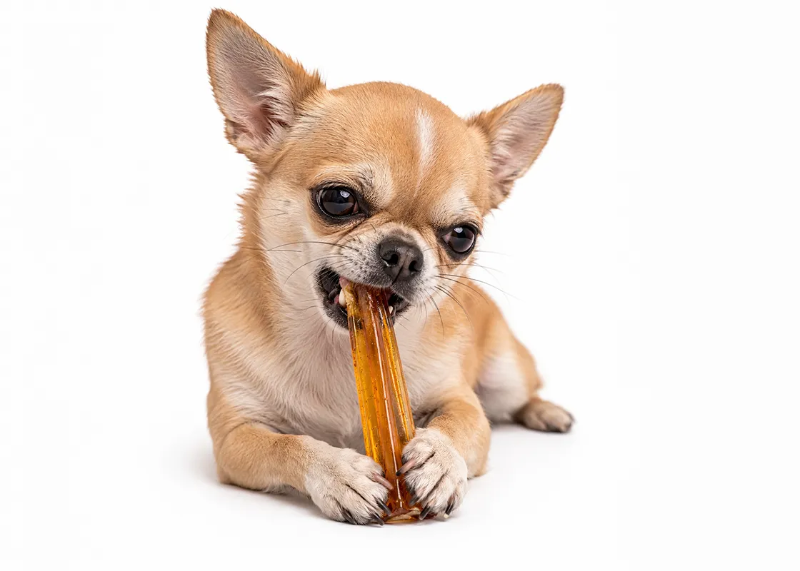 petit chien mastiquant un stick CrystalChew